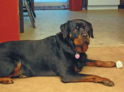 Photo of Gus, who has an infiltrative lipoma in his shoulder that does not bother him.