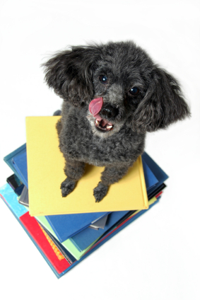 Photo of Dog on Books