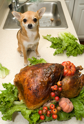 Photo of Dog with Roast
