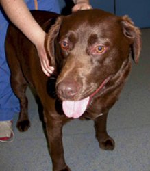 Photo of hypothyroid dog after treatment.