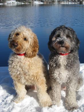 Photo of Lori Lockyear's dogs