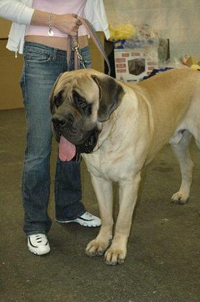 Photo of Mastiff, one of the breeds prone to cystinuria.