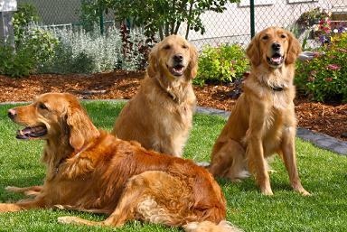 Photo of Wendy Mayer's Dogs