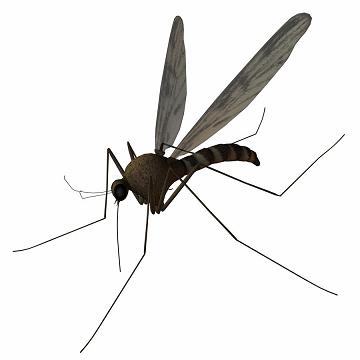Photo of mosquito
