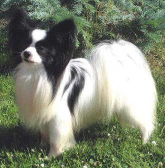 Photo of one of Karen Murad's dogs