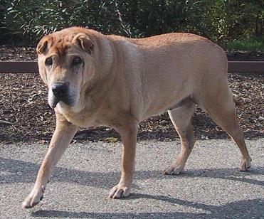 Photo of Nattie at age 15