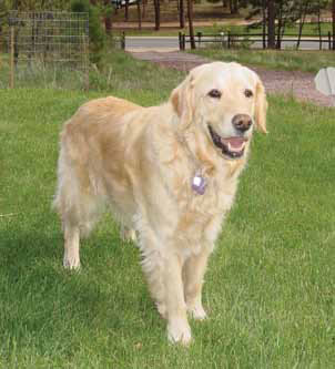 Photo of Oak, a Golden Retriever prone to forming lipomas.