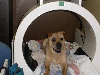 Photo of Piglet getting PST