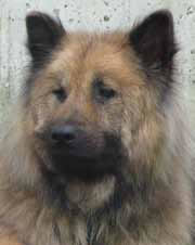 Photo of Ruq before treatment, showing "tragic face"