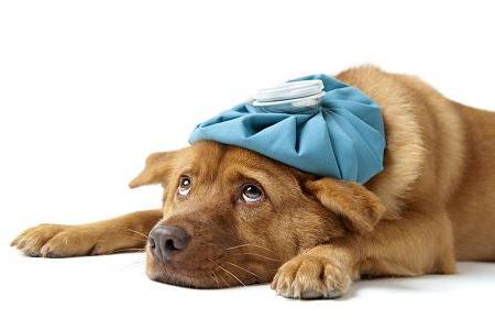 Photo of sick dog