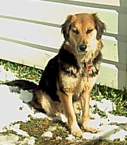 Photo of Taffy