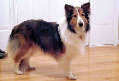 Photo of Tillie after thyroid treatment