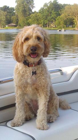 Photo of Wilson, one of Lori Lockyear's dogs