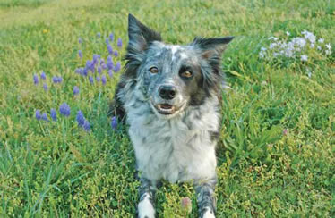 Photo of Zippety, whose owner is using a Chinese herbal remedy to treat her lipomas.