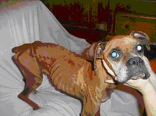 Photo of Hope, emaciated