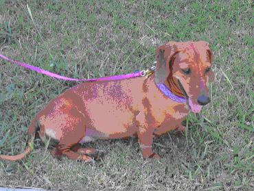 Photo of Pandy after treatment