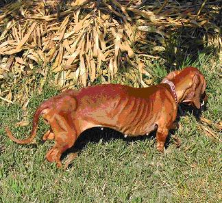 Photo of Pandy before treatment