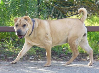 Photo of my dog Piglet at age 15