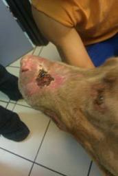 Photo of wound after 19 days.