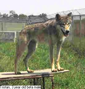 Photo of wolf Tristan